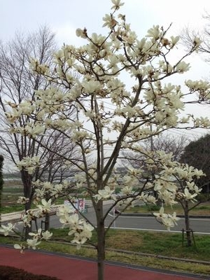 リハビリ園芸日記　その12