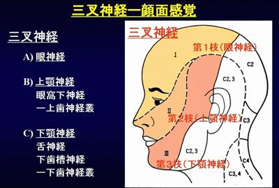 三叉神経－顔面感覚